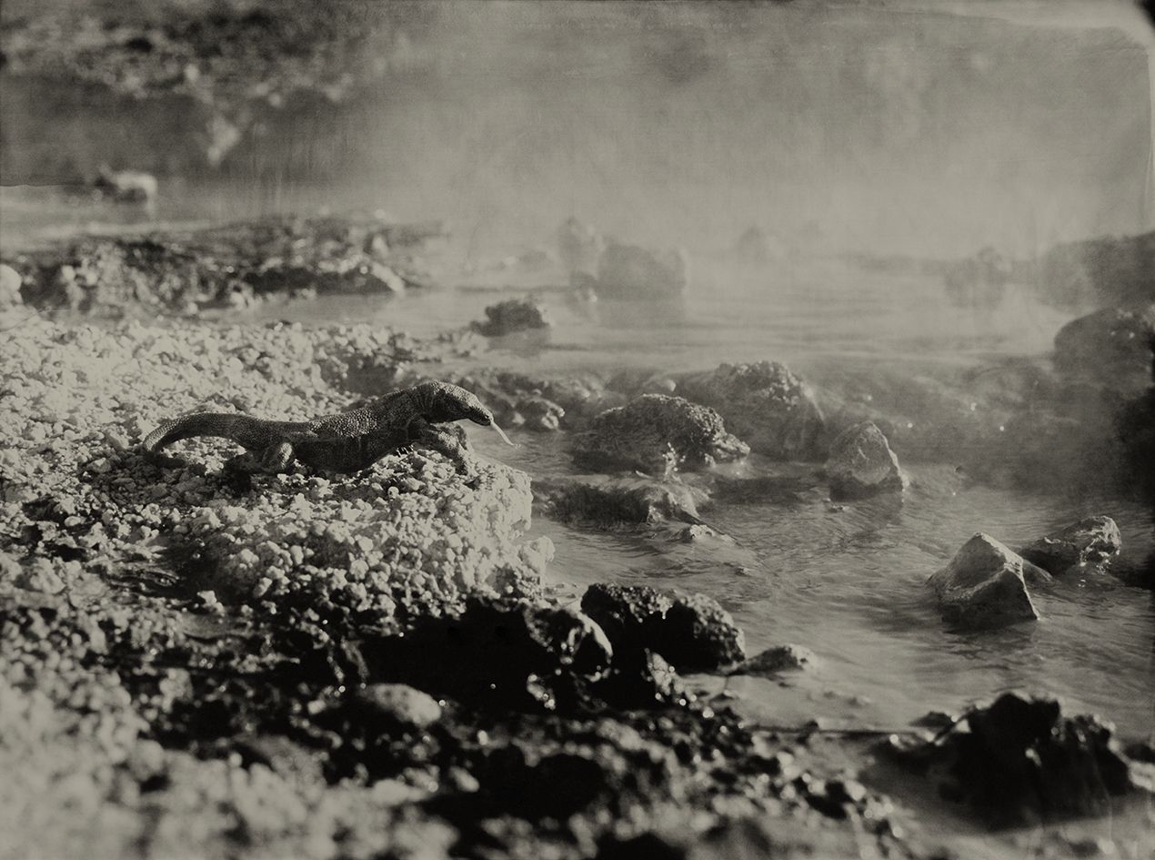Komodo Dragon Seltun Iceland